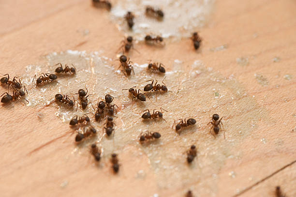 Best Residential Pest Control  in Fort Lee, VA