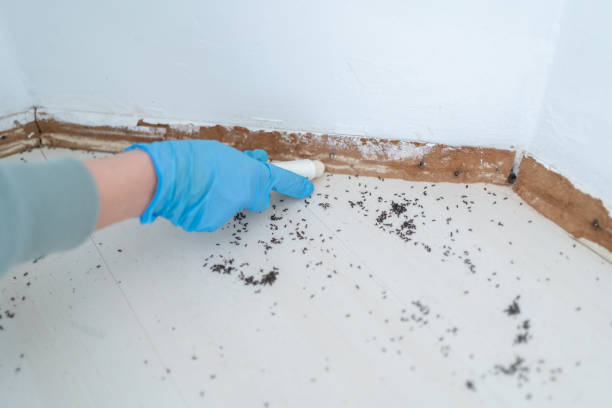 Best Spider Control Near Me  in Fort Lee, VA